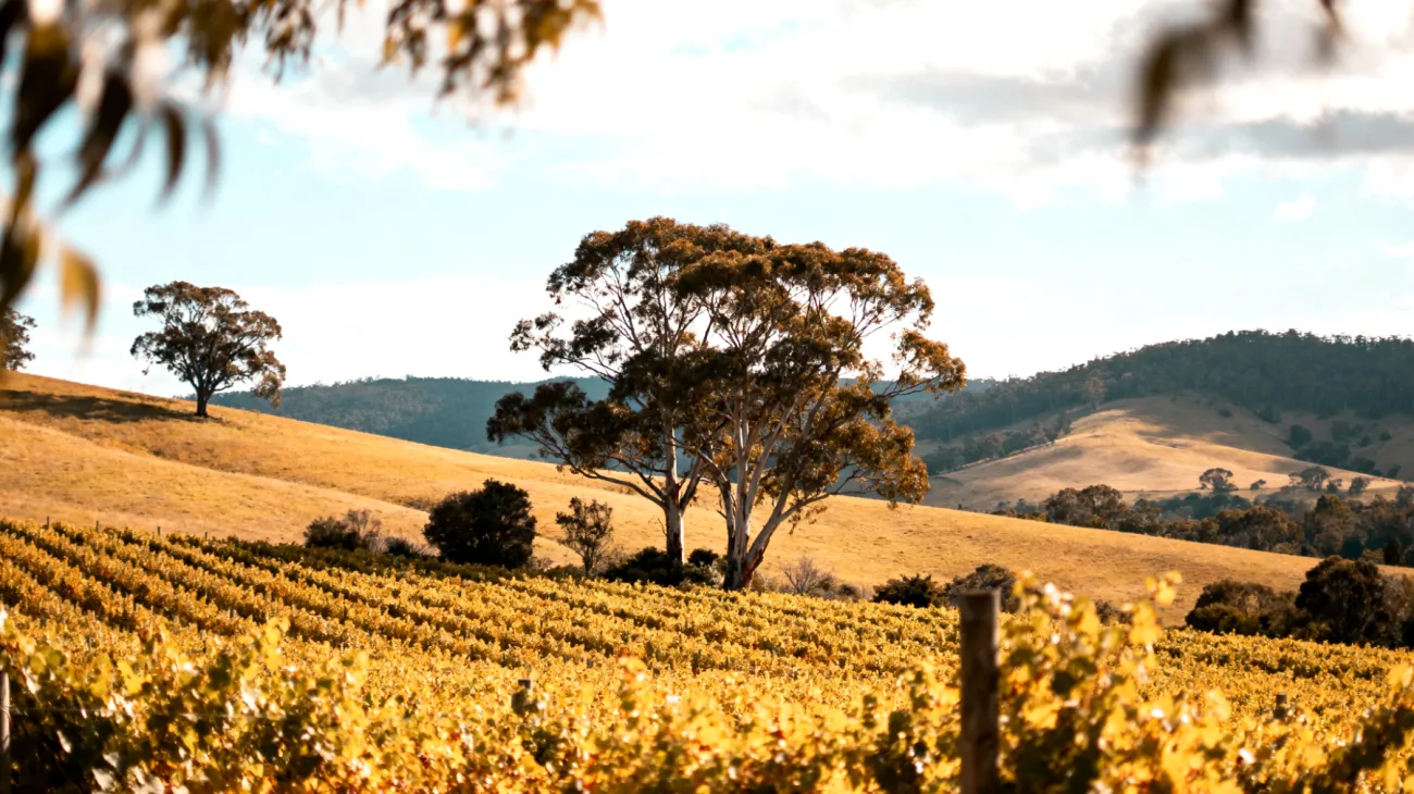 Adelaide Hills"